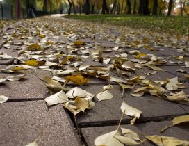 Yellowed leaves on the park alley