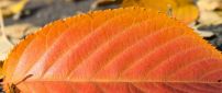 Red leaf in a HD wallpaper - Autumn time