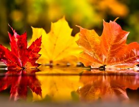 Three coloured autumn leaves in the mirror of water