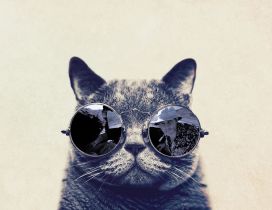 Fashion cat with sunglasses - HD funny wallpaper