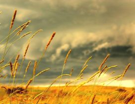 Autumn weather - wind over the yellow field