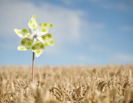 Coloured wind turbine in the wheat field - paper flower