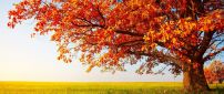 Big tree in the middle of autumn season - HD wallpaper