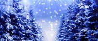 Blue christmas trees full with white snow