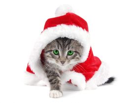 Sweet little kitty in Santa's costume
