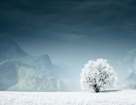 Beautiful white tree on the white field - mountain in back