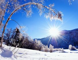 The trees like the winter sun - HD cold wallpaper
