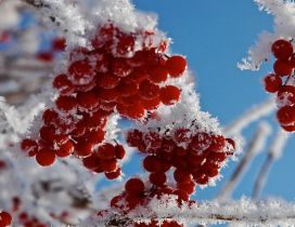 Red frozen fruits - cold winter time for nature