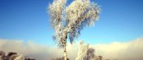 Beautiful abstract tree - winter time