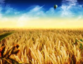 Golden wheat field - HD wonderful nature wallpaper
