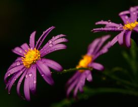 Macro water drops on the purple flower - Spring perfume