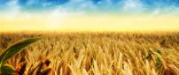 Golden wheat field - HD wonderful nature wallpaper