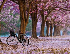 Walk in the park with the bike - beautiful spring time