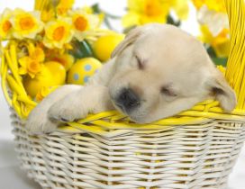 Beautiful sweet puppy sleeping in a basket with flowers