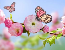 Pink butterfly on the blossom trees - HD wallpaper
