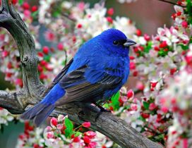 Wonderful blue bird in the blossom tree - HD wallpaper