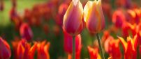 Two lovely tulips - Spring flowers