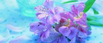 Purple spring flowers - beautiful HD wallpaper