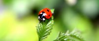 Beautiful ladybug on a green plant - HD macro wallpaper