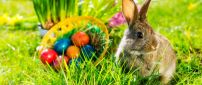 Easter time - fluffy rabbit in the green grass of spring