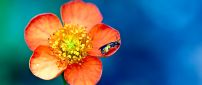 Little insect on a beautiful spring flower - macro wallpaper