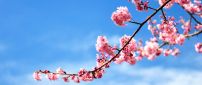 Branch of tree full with blossom flowers - blue sky