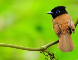 Beautiful little bird - black and brown color