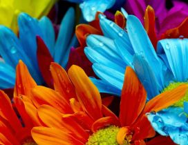Intense colours on a beautiful flowers