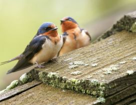 Two little birds on the wood - HD wallpaper