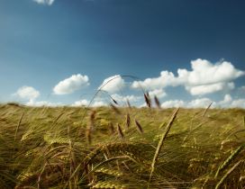 Golden wheat field - beautiful summer season