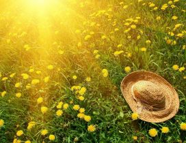 Summer hat on a field full with dandelions