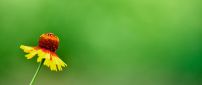 Abstract yellow flower on a green background