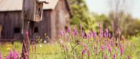 Flowers in front of a wooden old house
