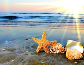 Wonderful starfish and shell at the seaside