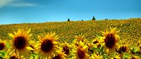 Field full with sunflowers - Beautiful summer time