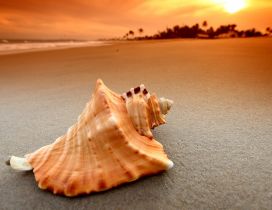 Big shell on the sand in the sunset - HD wallpaper