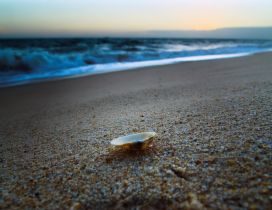 One little shell in the sand - holiday at the beach