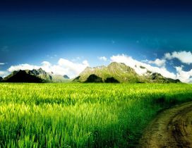 Green wheat field and a country road - HD wallpaper