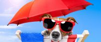 Hot summer days at the beach - funny dog with sunglasses