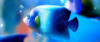 Big blue fish under the water - HD wallpaper