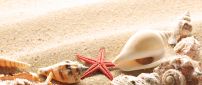 Shells on the golden sand from the beach - HD wallpaper