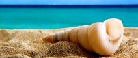 Wonderful shape of a shell - summer holiday