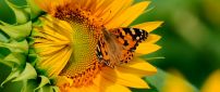 Big butterfly on a sunflower - HD wallpaper