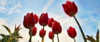 Red tulips in a beautiful day - HD wallpaper
