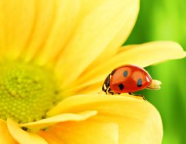 Wonderful ladybug on a yellow flower - Macro wallpaper