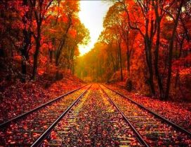 Autumn leaves on the rails - HD wonderful wallpaper