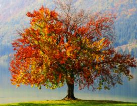 Wonderful Autumn painting - Big tree