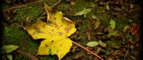 One yellow Autumn leaf on the moss - HD season wallpaper