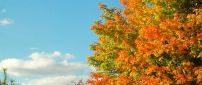 Autumn tree in a sunny cold day  - HD wallpaper