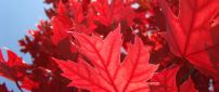 Red Autumn leaves - wonderful tree